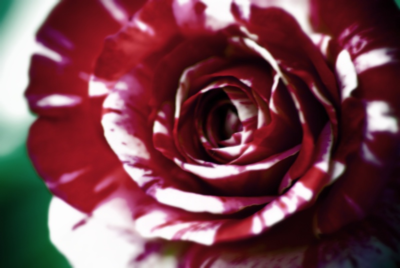 A Candy Striped Rose