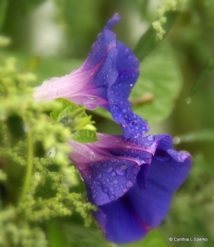 Purple/blue flowers