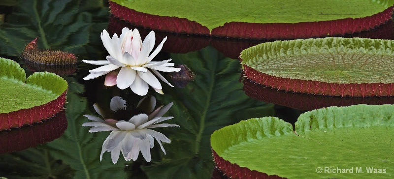White Shadow - ID: 7057432 © Richard M. Waas