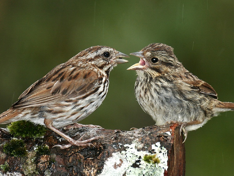 Sparrow Feeding 