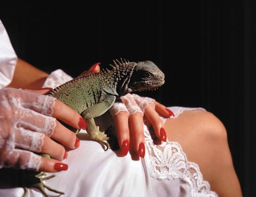 The Lady and the Iguana