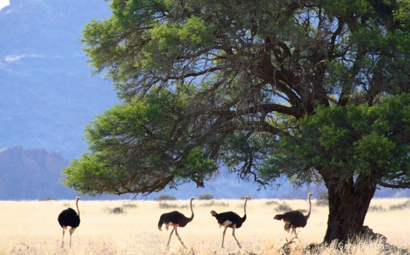 Four Ostriches