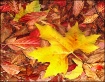 Autumn colors 