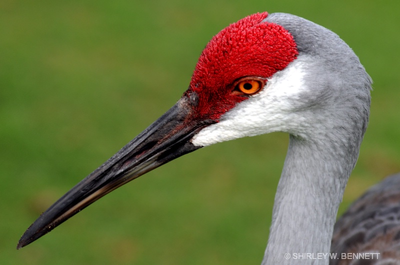 SAND HILL CRANE - ID: 7061019 © SHIRLEY MARGUERITE W. BENNETT