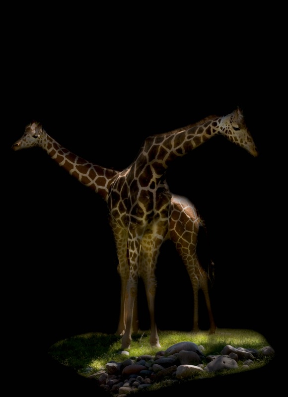Giraffes at midnight
