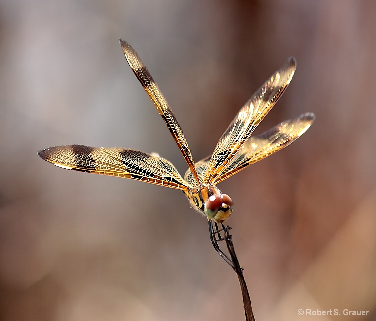 Golden Dragon