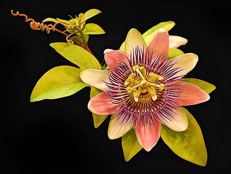 Passion Flower - ID: 7063338 © Laurie Daily