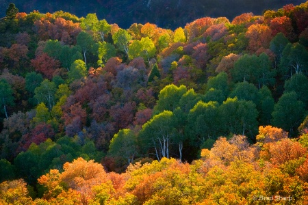 Sun Lights Up Tree Tops