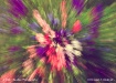 Flowers explosion...