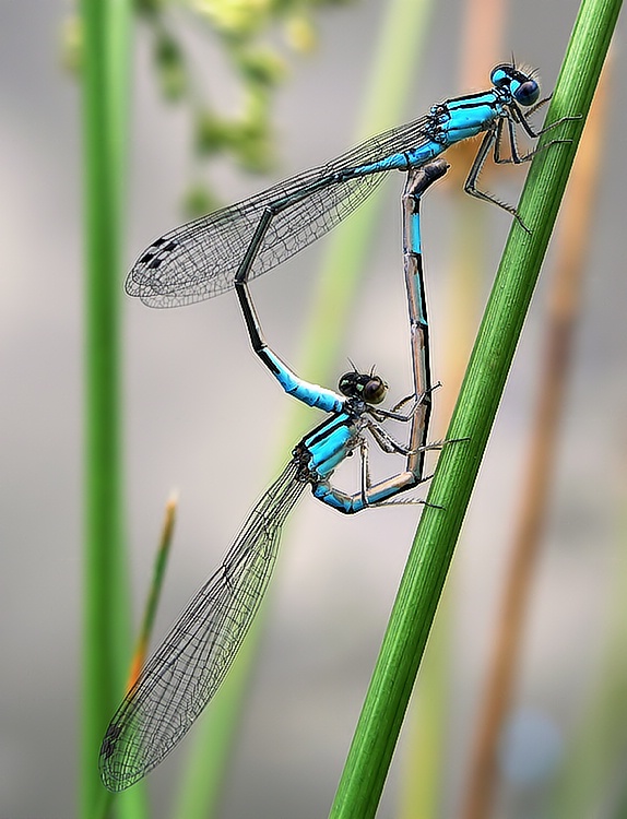 Love in the Afternoon - ID: 7071433 © Laurie Daily