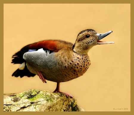 The Art of Quacking on One Leg