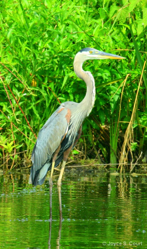 Wading