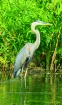 Wading