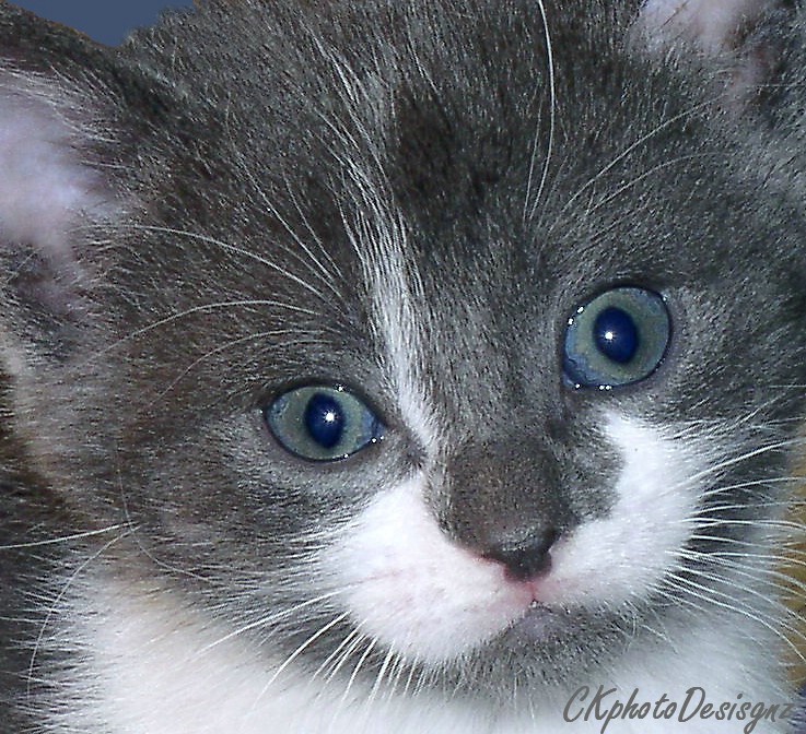 Kitten Close-up