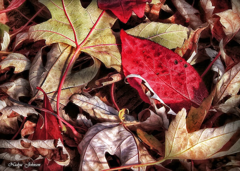 Autumn Tapestry