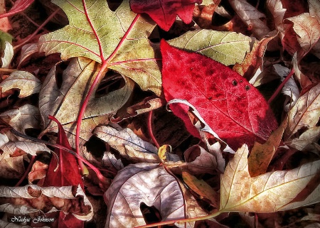 Autumn Tapestry