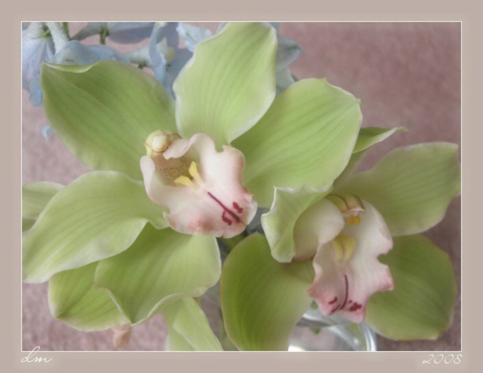 Orchids On Pink