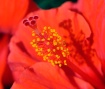 Hibiscus Stamen