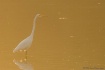 The Golden Egret