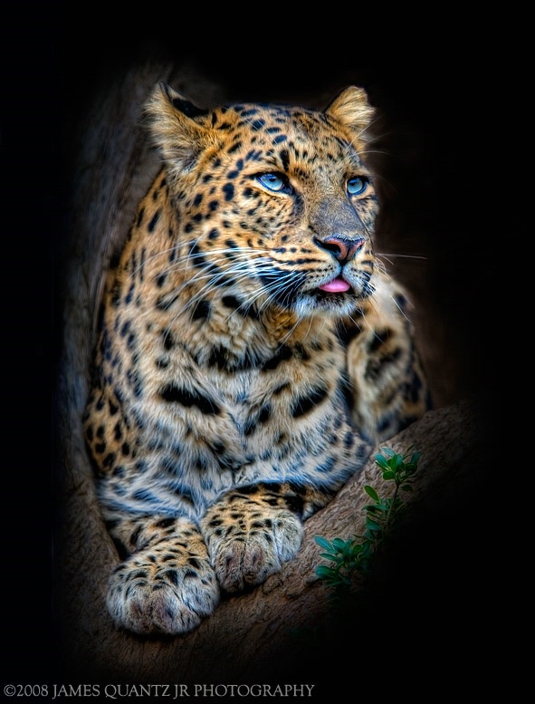 Leopard