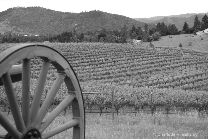 Vineyard- Oregon