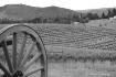 Vineyard- Oregon