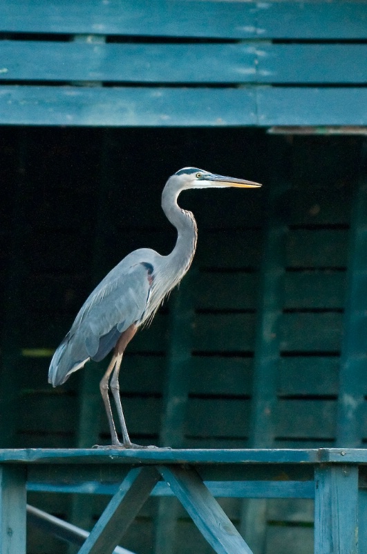 Heron Blues