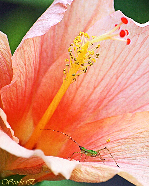 Checking Out the Hibiscus