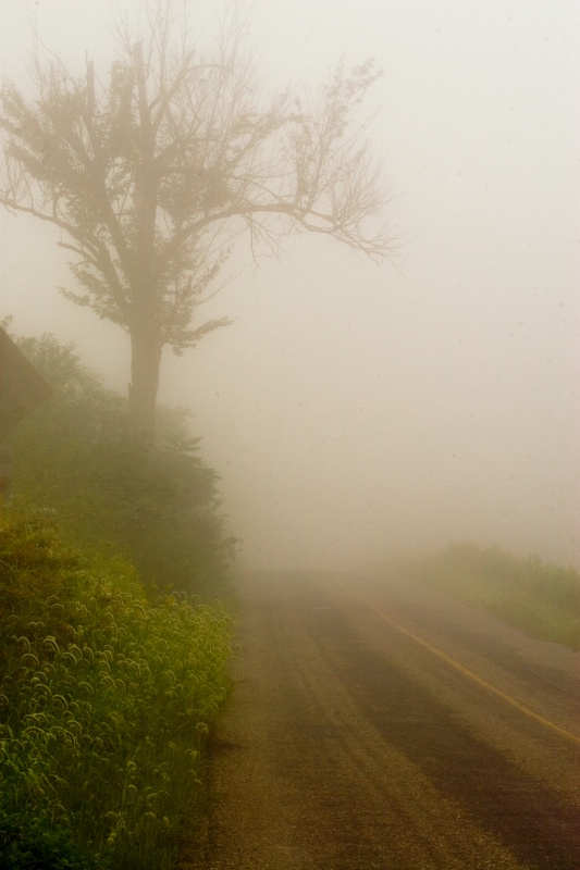 Foggy Drive 1