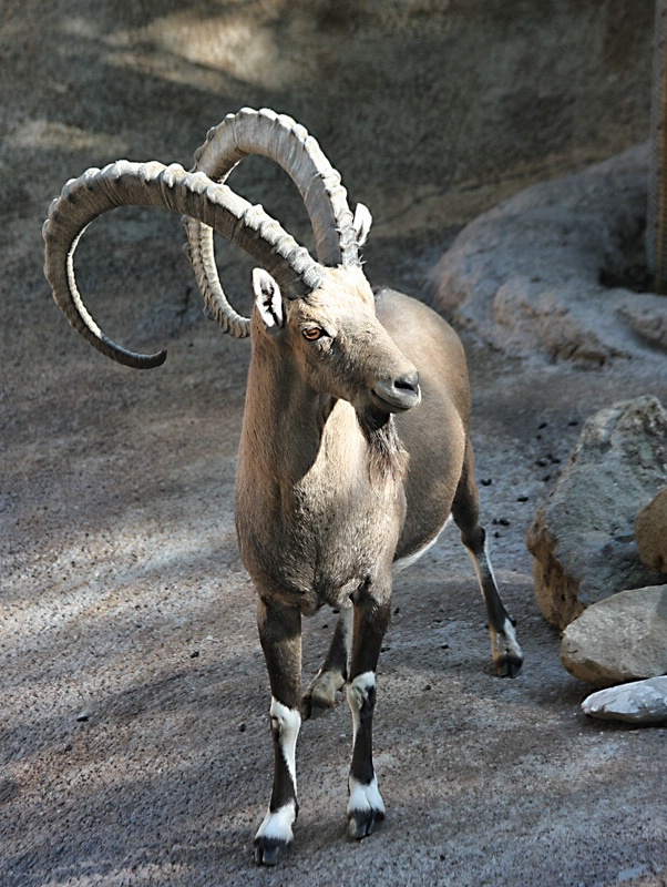img7