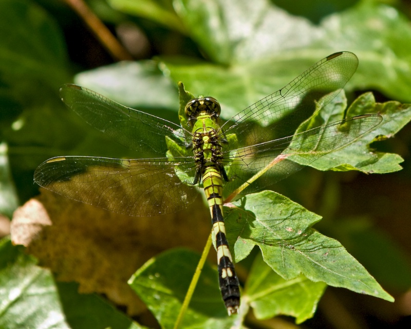 Green Dragon