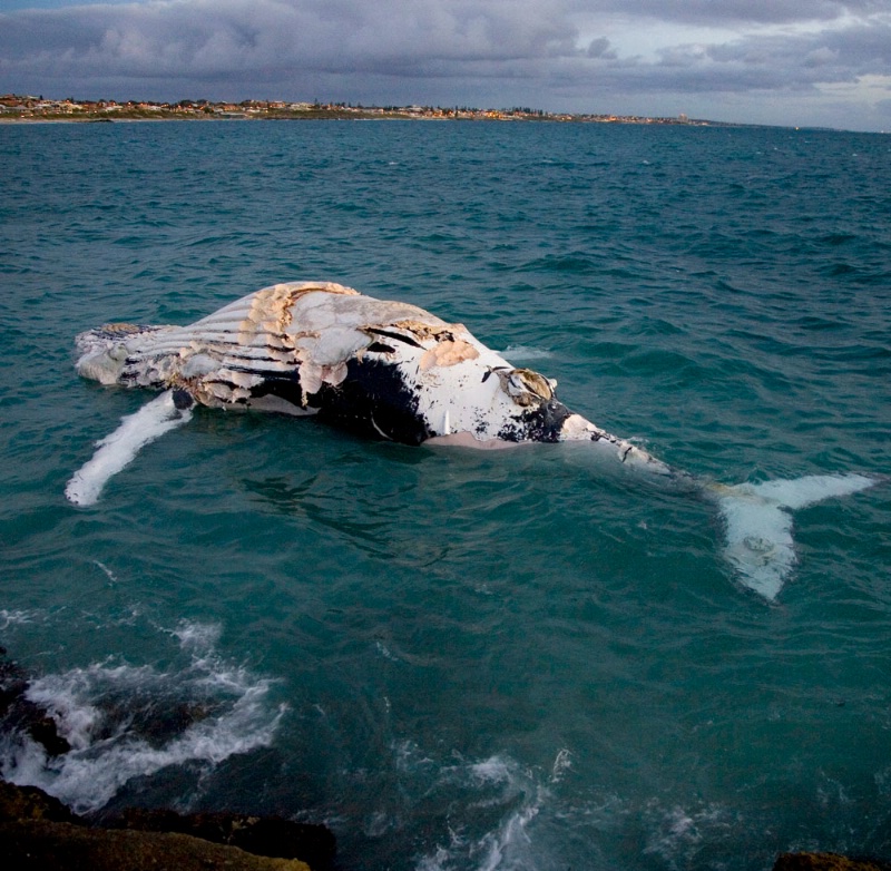 dead whale 2