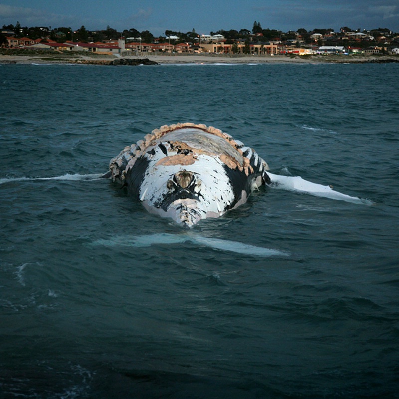 dead whale 3