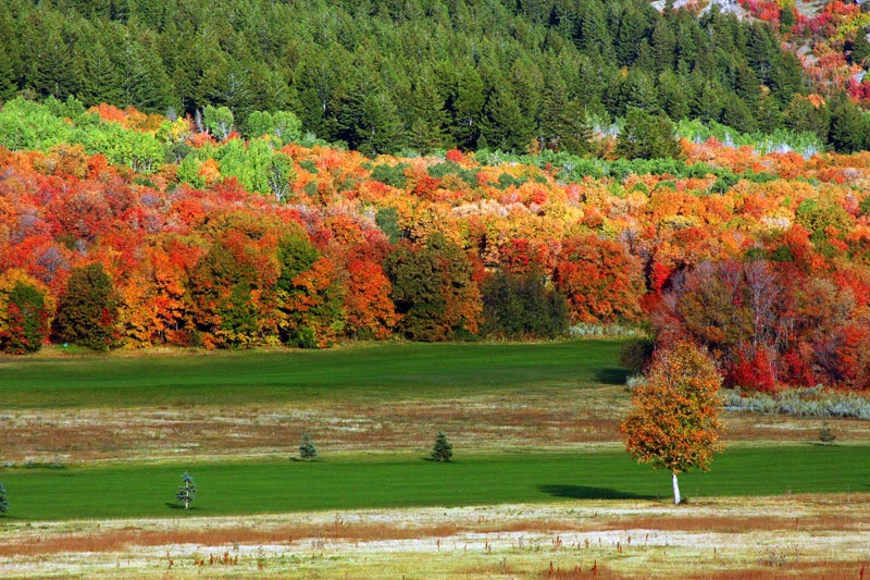 Fall Colors in Sardine Canyon