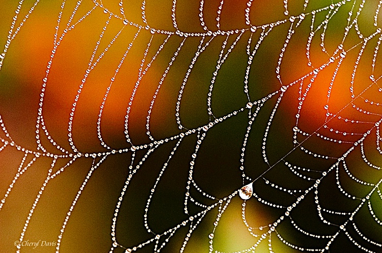 Autumn Abstract Web