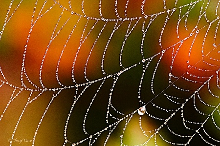 Autumn Abstract Web