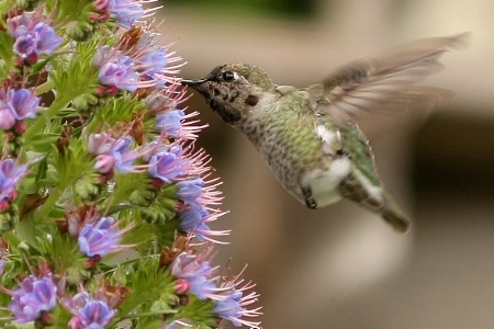 Humming Bird, Carmel, CA
