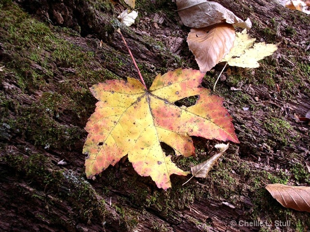 Leaf, Catoctin Mountain NP (2005)