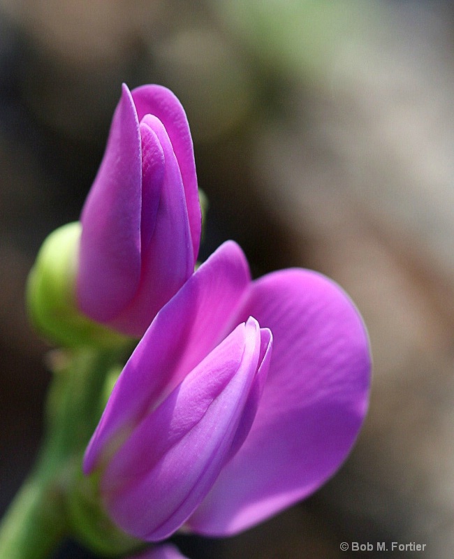 Beach Flower II