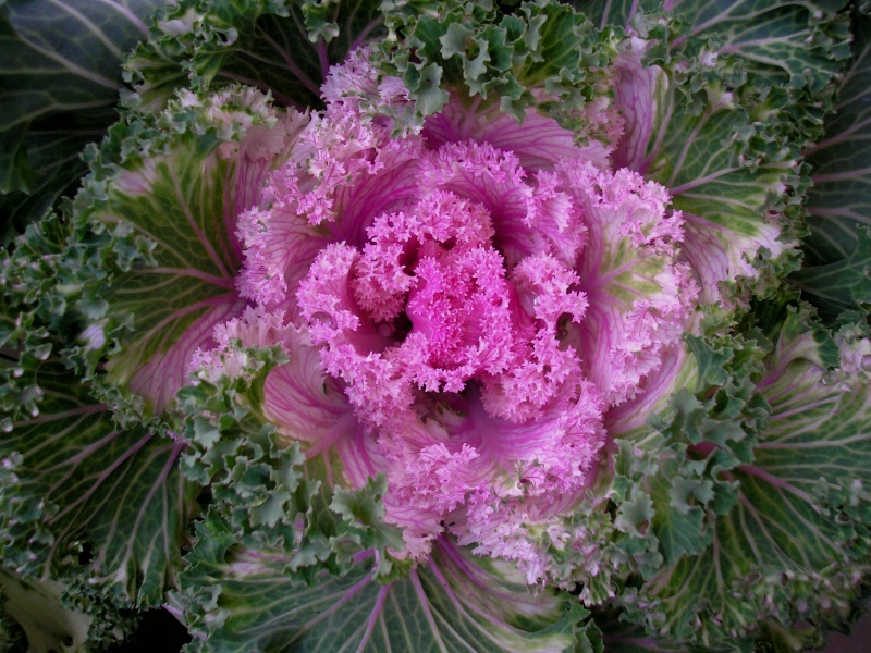 Ornate Cabbage