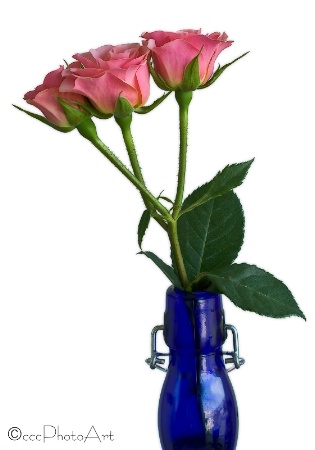 Bottle Tea Roses
