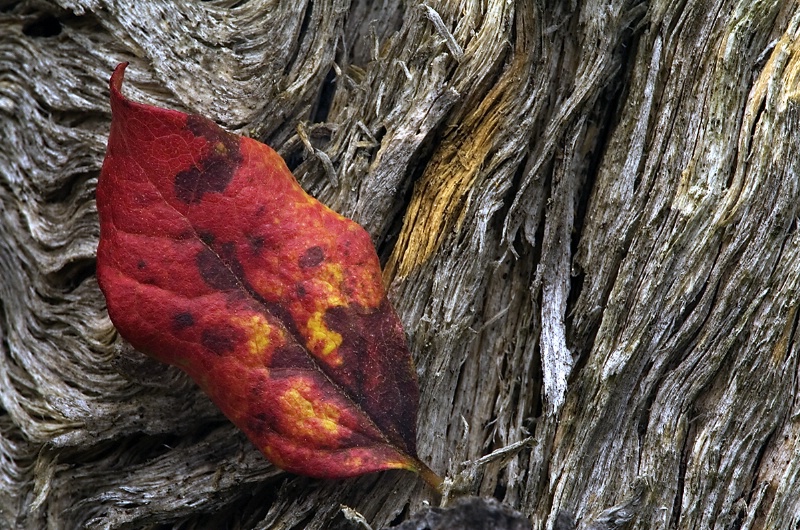 Leaf on Bark - Acadia National Park