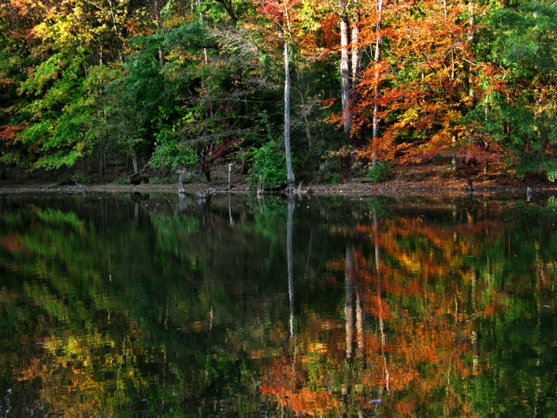 Fall Reflections