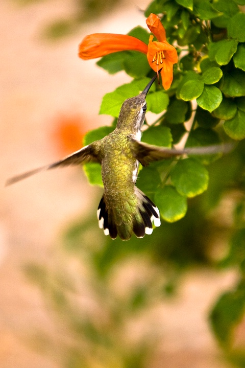 Hummer In Flight 2