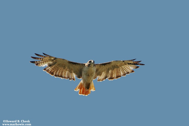 Red-tailed Hawk