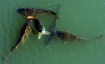 fish art