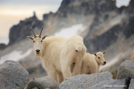 Enchanted Mountain Goats #1