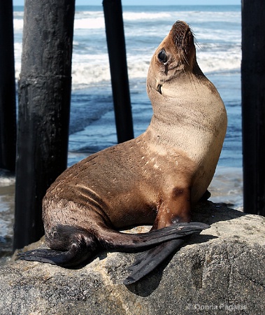 Sea Lion Pup