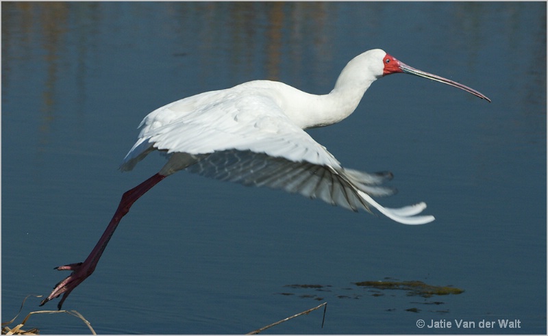 Spoonbill Taking off