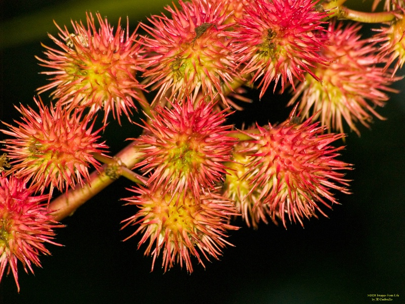 Prickly Colors